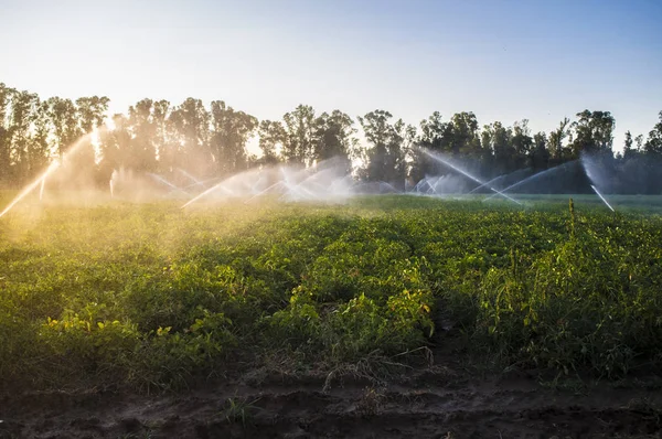 Campo di patate in fiore irrigato da irrigatori ad acqua al tramonto — Foto Stock