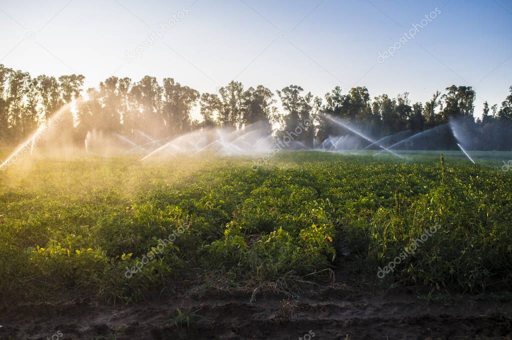 Potato field in bloom irrigated by water sprinklers at sunset