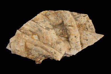 Cruziana, trilobitlerin fosil izleri