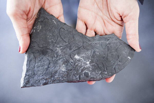 Skolithos, ископаемые норы, сделанные заботы на шифер
