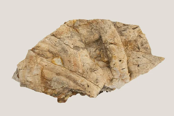 Cruziana, fossil trackways of trilobites — 스톡 사진