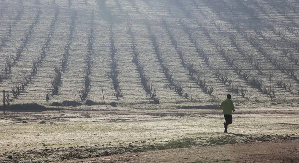 Hombre corriendo a lo largo de la colina del viñedo a través de la niebla de la mañana en invierno — Foto de Stock