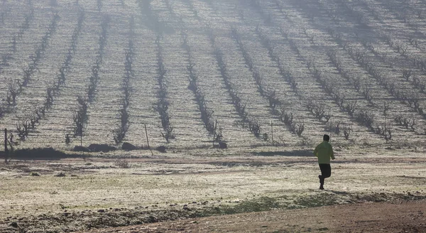 Man running along vineyard hill through the morning mist on wint — Stock Photo, Image