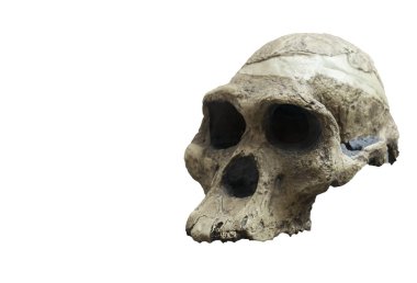 Skull of Australopithecus africanus clipart