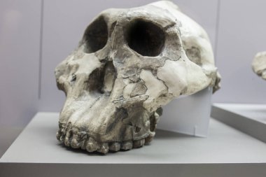 Paranthropus boisei 'nin kafatası.