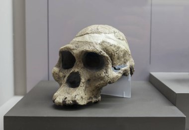 Australopithecus africanus kafatası