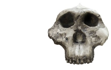 Paranthropus boisei 'nin kafatası.