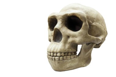 homo erectus kafatası