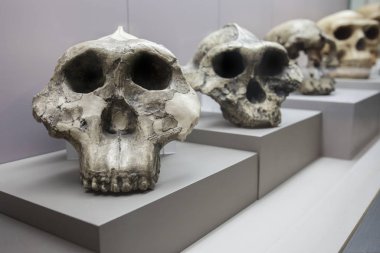 Avustralya 'dan Neanderthalensis' e insan evrimi
