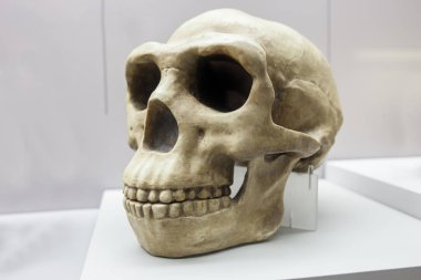 homo erectus kafatası