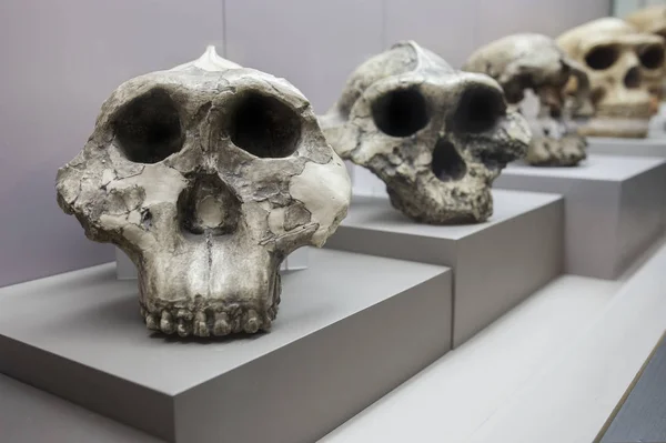 Human evolution from australopithecus to neanderthalensis — 스톡 사진