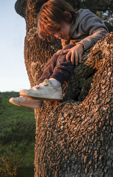 Malý chlapec vylezl na dub svatý a pozoroval kůru korkového stromu. — Stock fotografie