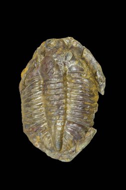 Eklembacaklı fosil. Ordovician dönemi. İzole edilmiş