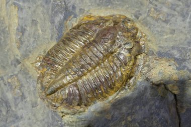 Eklembacaklı fosil. Ordovician Dönemi