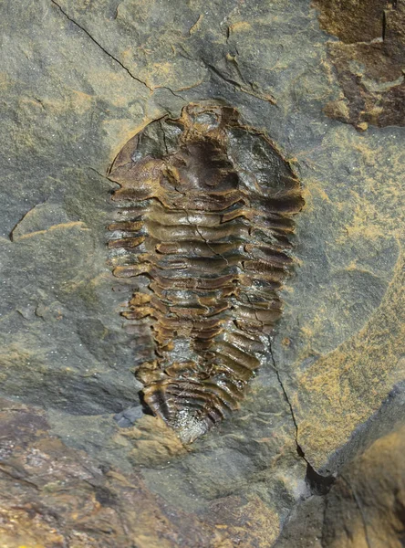 Nesuretus Ovus Artropode Fossile Era Ordoviciano — Foto Stock