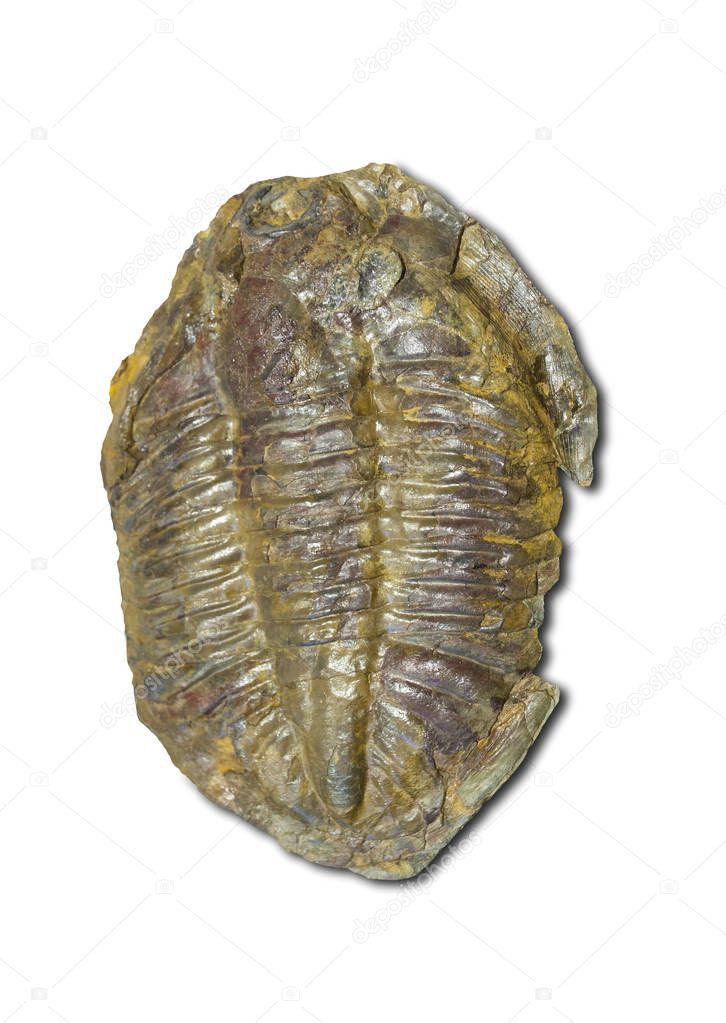 Arthropod fossil. Ordovician Era. Isolated