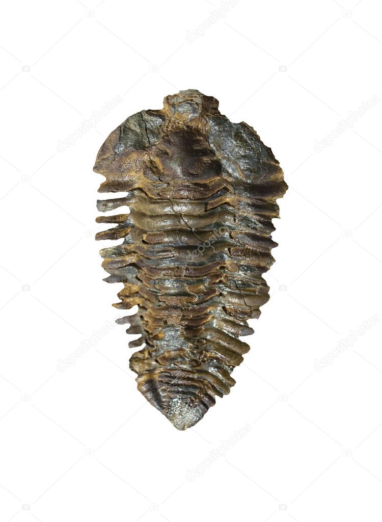 Nesuretus ovus, arthropod fossil. Ordovician Era. Isolated