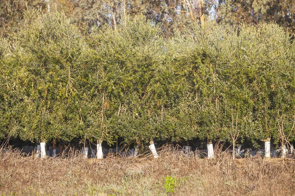 Reihe Von Intensiven Olivenbäumen Plantage Junge Pflanzen Extremadura Spanien — Stockfoto