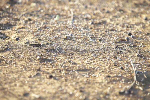 Palle Fertilizzante Sul Terreno Olivicolo Focus Selettivo — Foto Stock