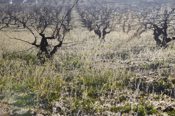 Vignobles Une Froide Matinée Brumeuse Hiver Badajoz Espagne Rangées Vignes — Photo