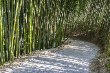 Portekiz Coimbra Üniversitesi Botanik Bahçesi Bambu Ormanı