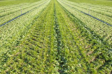 Ispanak tarlası yeni hasat edildi. Görünür sulama boruları 
