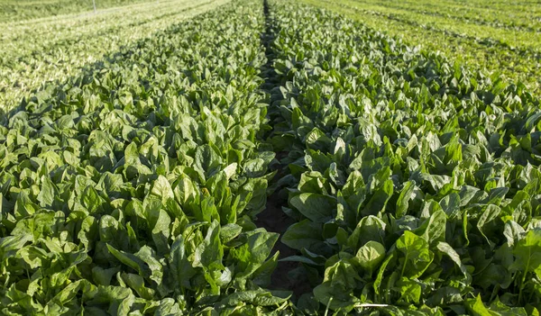 Spinach furrow just before been harvested. Just harvested furrows both side