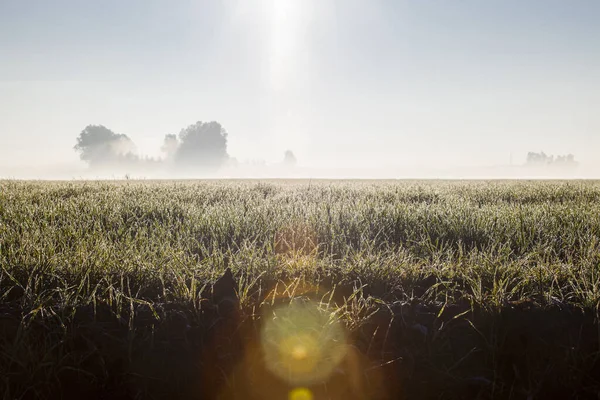 Foggy Winter Morning Green Cereals Field Misty Horizon Rise Leaves — Stock Photo, Image