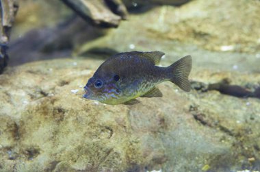 Kabak tohumu güneş balığı ya da İber Yarımadası 'nın tatlı sularında yüzen Lepomis gibbosus.