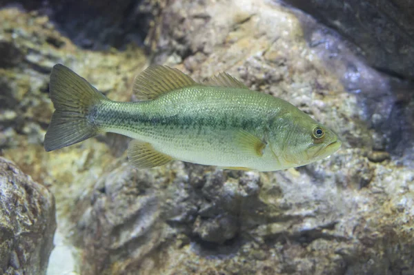 Wielki Usta Bass Micropterus Salmoides Unosi Się Nieruchomo — Zdjęcie stockowe