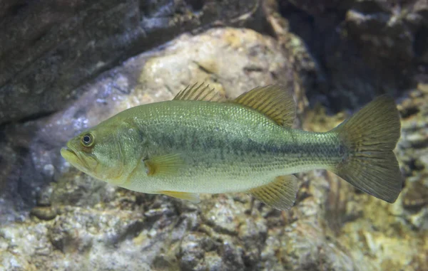Wielki Usta Bass Micropterus Salmoides Unosi Się Nieruchomo — Zdjęcie stockowe