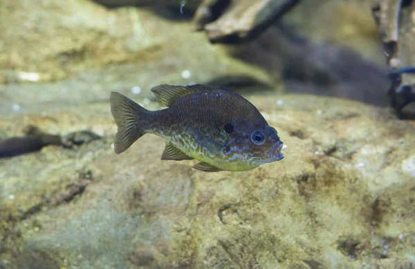 Słonecznik Dyniowy Lub Lepomis Gibbosus Pływający Słodkiej Wodzie Półwyspu Iberyjskiego — Zdjęcie stockowe