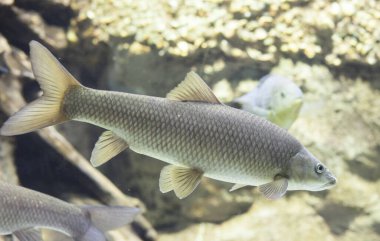 Erkek Barbel (İspanyolca: 