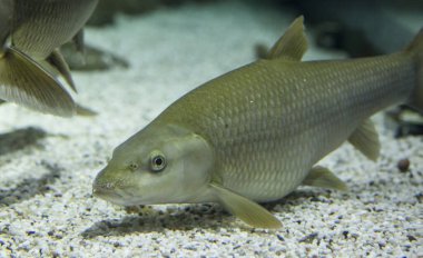 Erkek Barbel (İspanyolca: 