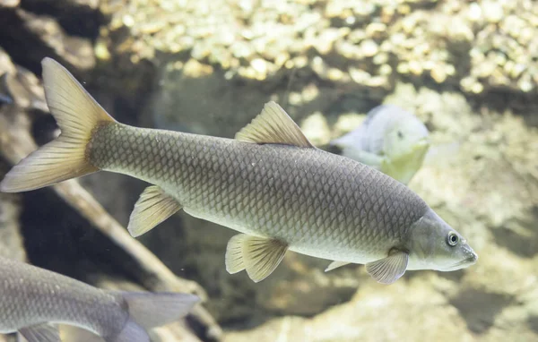 Férfi Közönséges Barbel Barbus Barbus Egy Faj Édesvízi Hal Bőséges — Stock Fotó