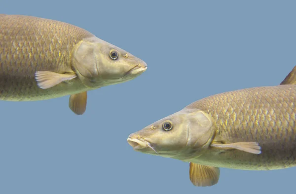 Common Barbel Barbus Barbus Species Freshwater Fish Abundant Guadiana River — Stock Photo, Image