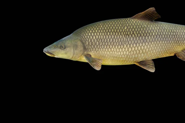 Common Barbel Barbus Barbus Species Freshwater Fish Abundant Guadiana River — Stock Photo, Image