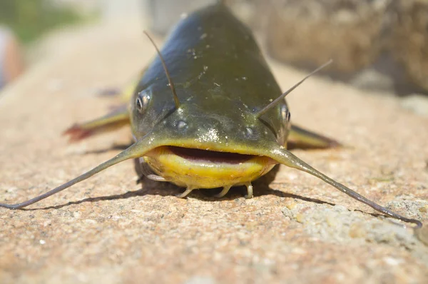 Schwarzer Ochsenkopf Oder Schwarzer Ochsenwels Ameiurus Melas Aus Dem Wasser — Stockfoto