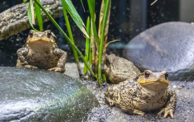 Common toads or European toads Bufo bufo. Displayed in terrarium clipart