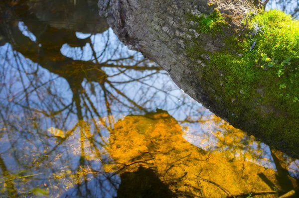 Boomvalk Vol Groene Korstmossen Bij Muelas Rivier Cornalvo Natuurpark Extremadura — Stockfoto