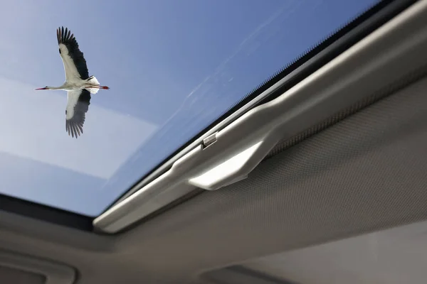 View Sunroof Car Stork Flying Enjoy Nature Car Concept — Stock Photo, Image