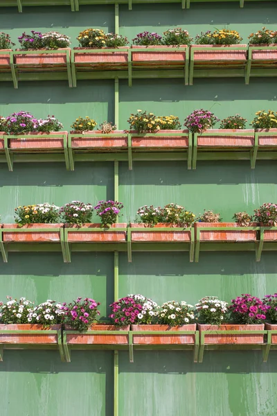 花ボックスや粘土プランターでいっぱいの垂直壁の庭 緑の壁に掛ける行 — ストック写真