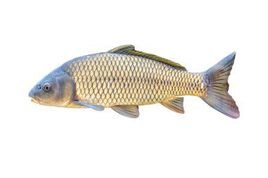 Avrupa sazan balığı veya Cyprinus carpio, tatlı su balığının bir türüdür. Beyazlar üzerinde izole edilmiş