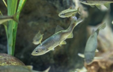 Pseudochondrostoma willkommii de boga olarak bilinir. Tatlı su balığı, Guadiana Nehri, İspanya