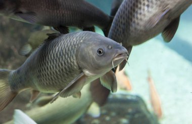 Avrupa sazan balığı veya Kiripus carpio, İspanya 'nın Guadiana Nehri' nde bolca bulunan tatlı su balığı türü.