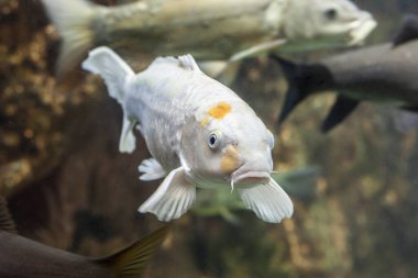 Albino Avrupa sazan balığı veya Cyprinus carpio, tatlı su balığının bir türüdür.