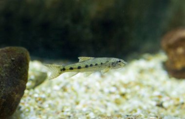 Gobio ya da Gobio Gobio, tatlı su balığının cyprinid türü.