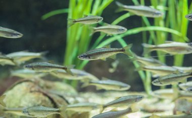 Bilindik kasvetli ya da Alburus alburnus, İspanya 'nın Guadiana Nehri' nde bulunan bir tatlı su balığı türüdür.