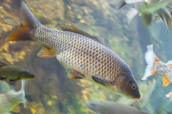 Ευρωπαϊκός Κυπρίνος Cyprinus Carpio Είδος Ψαριών Γλυκού Νερού Άφθονα Στον — Φωτογραφία Αρχείου