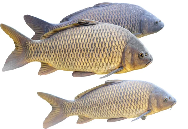 Carpas Europeas Cyprinus Carpio Aislado Sobre Blanco — Foto de Stock